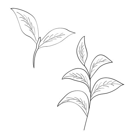 Premium Vector Green Tea Leaf Illustration