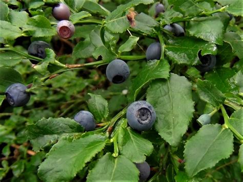 Bilberry Blaeberry Whortleberry Whinberry Windberry Myrtle Berry