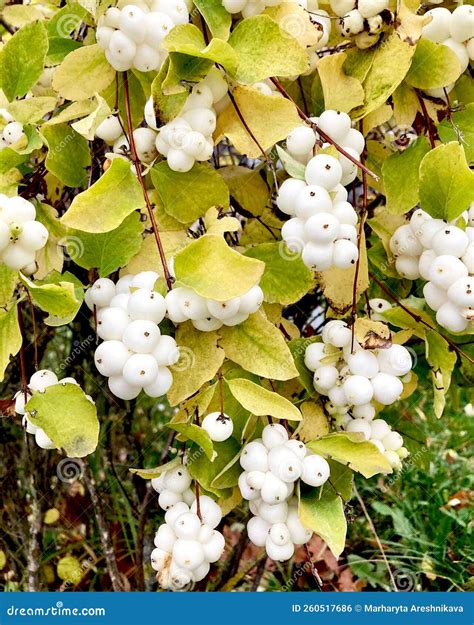 Snowberry Symphoricarpos Albus With White Berries On Bush Close Up