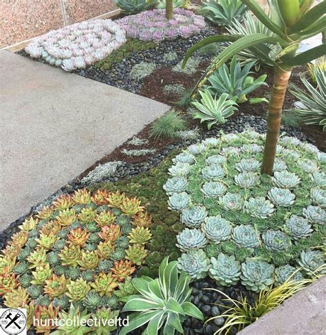 Succulent Landscaping A Guide To Creating A Beautiful And Low