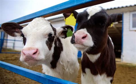 Calf At Dairy Farm Cow Pennsylvania Holstein Cute Baby Animal Stock