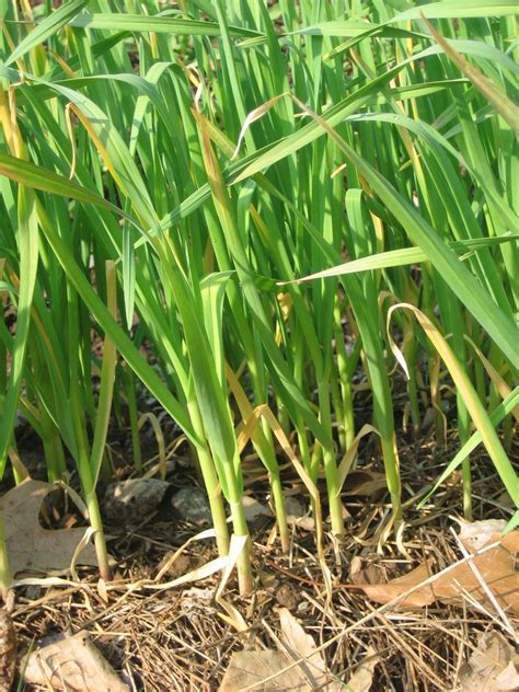 How To Grow Garlic Scallions Sustainable Market Farming