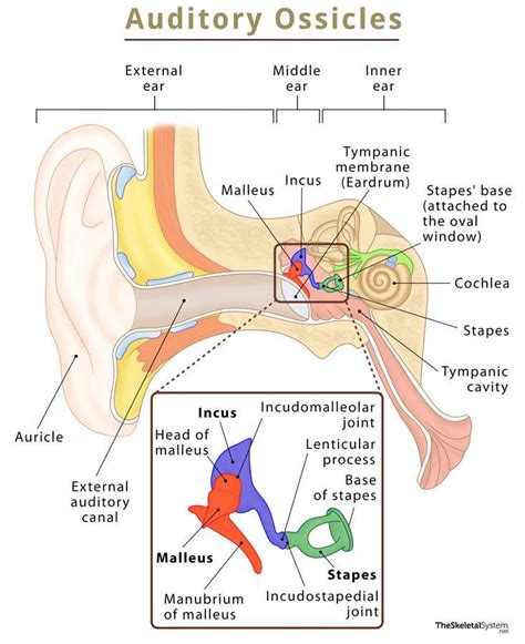 Auditory Ossicles Ear Bones Definition Functions Diagram
