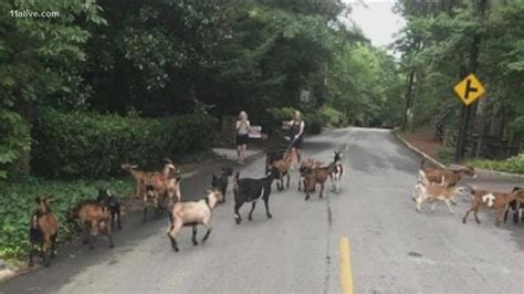 Neighbors Rescue Goats Wandering Streets Youtube