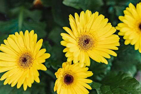 12 Worst Flowers For People With Allergies
