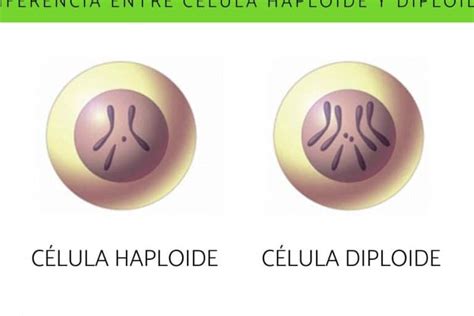 Diferencias Clave Entre Célula Diploide Y Célula Haploide ¿cuál Es Su