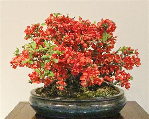 Japanese Flowering Quince Chaenomeles Speciosa Bonsai Tree Types