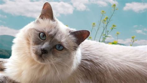 Ragdoll Cat Mixed With Siamese Ragamese You Need To Know Before