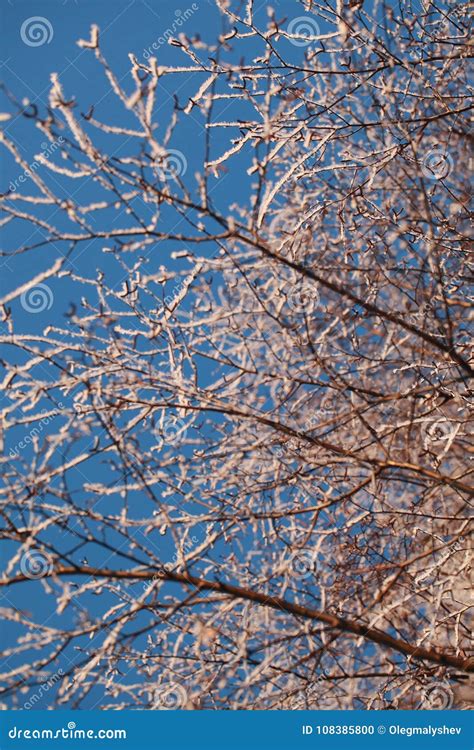 Covered With Hoarfrost Tree Branches Against The Blue Sky In Winter