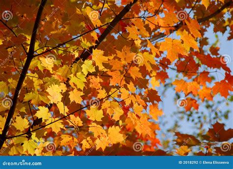 Fall Maple Stock Photo Image Of Nature Close Colourful 2018292