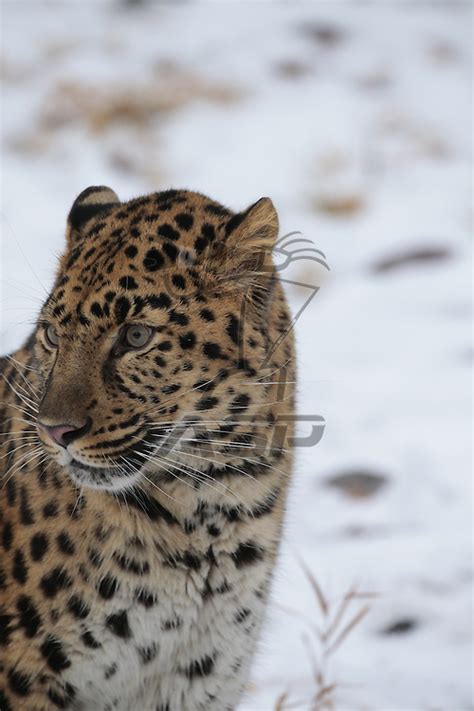 Amur Leopard Stalking Prey Action Sports Photography Inc