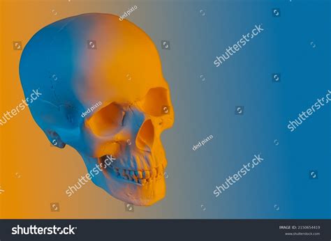 Blue Orange Gypsum Human Skull Isolated Stock Photo 2150654419