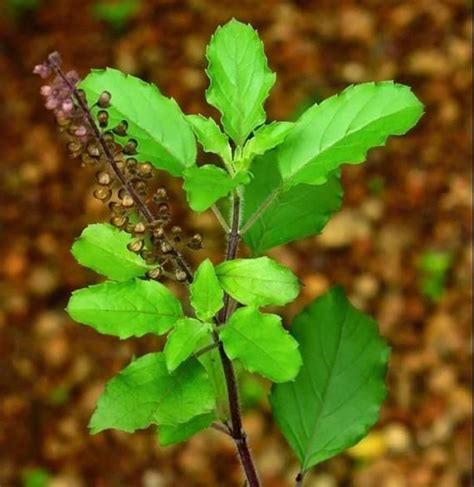 Holy Basil Krishna Tulsi Ocimum Tenuiflorum Basil Plant Seeds For