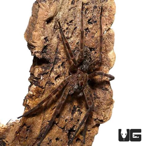 Swamp Fishing Spider Dolomedes Okefinokensis For Sale Underground