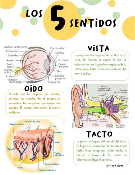 Los Cinco Sentidos 5 Sentidos Lectura Y Escritura Udocz