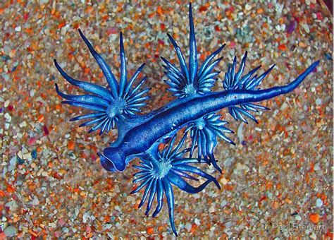 Glaucus Atlanticus A Beautiful Sea Slug Glaucus Atlanticus Blue