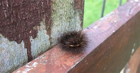 unidentified caterpillar album on imgur