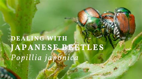How To Catch Japanese Beetles Invasive Pest Tip — Empress Of Dirt