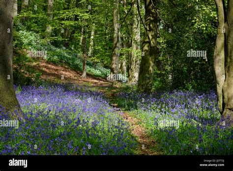 Spring Bluebells In Allensford Country Park An Area Of Woodland In The