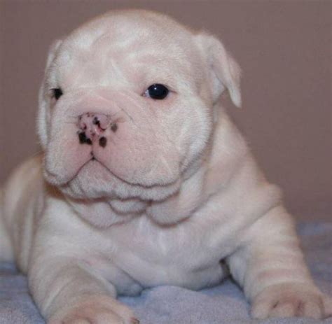 Gino, a denver english bulldog dog was adopted! Healthy English Bulldog puppies for adoption