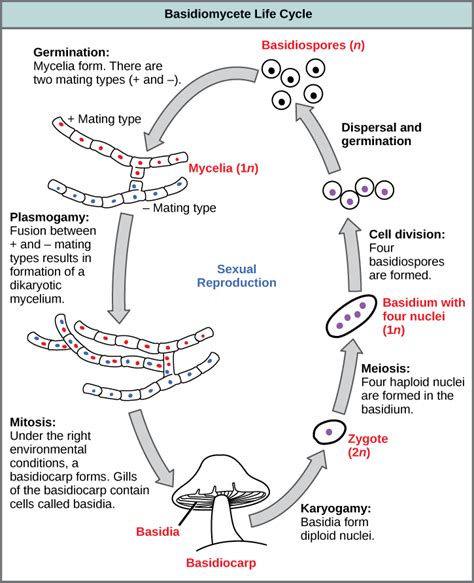 Fungi Life Cycle Asexual Lashaun Hyman