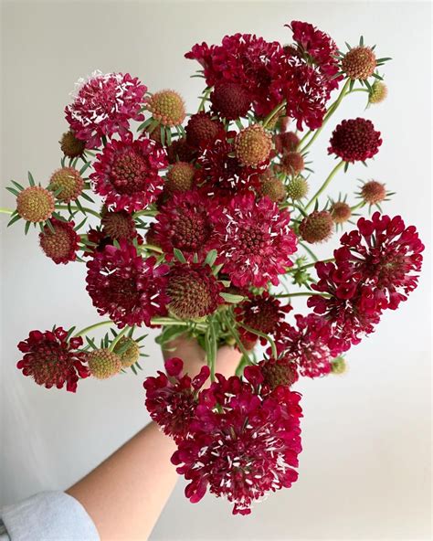 Red Scabiosa Scabiosa Flowers Floral Eye Candy