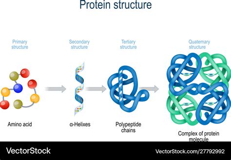 Levels Protein Structure From Amino Acids Vector Image