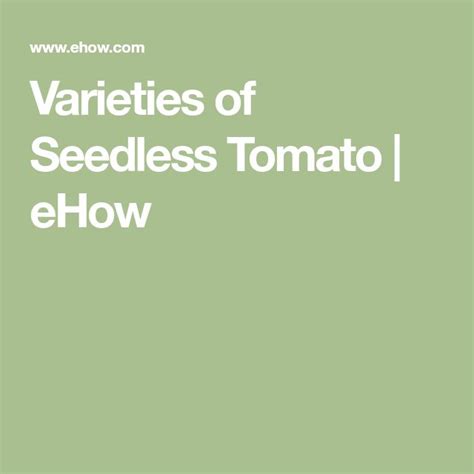Varieties Of Seedless Tomato Tomato Picking