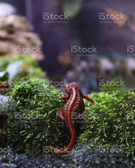 Back View Of An Emperor Newt On A Rock And Little Plants Stock Photo