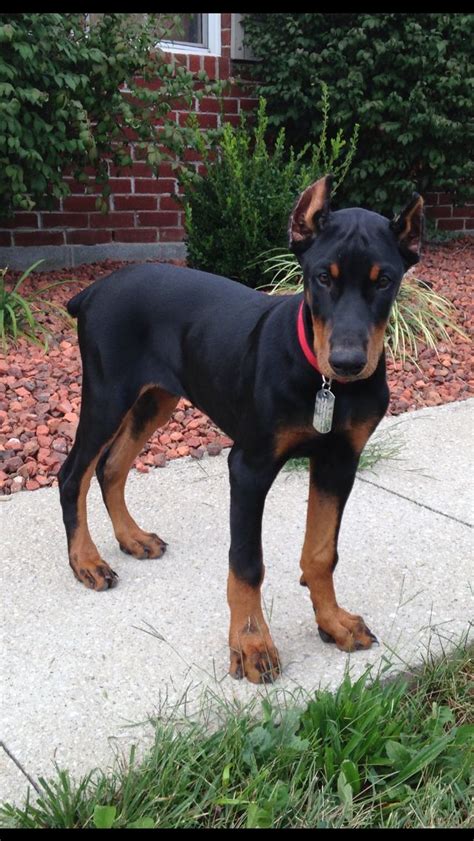 My Handsome 15 Week Old Doberman Doberman Pinscher Puppy Doberman