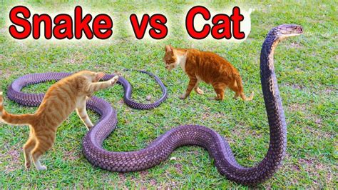 Cobra Vs Cat Fearless Cats Cat Killed This Giant Cobra Youtube