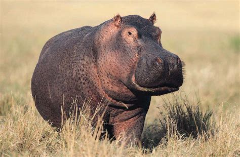 All About Animal Wildlife Wildlife Hippopotamus Facts And Images