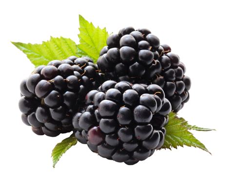 Blackberry PNG Image - PurePNG | Free transparent CC0 PNG Image Library