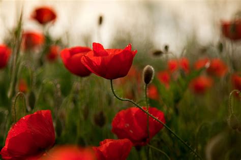 Imagini De Fundal Roșu Camp Maci Floare Plantă Lalea Floră