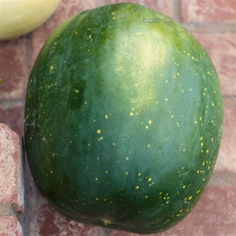 Organic Watermelon Moon And Stars 1 Oz Grow Organic