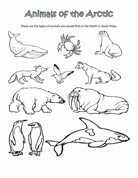 Polar Arctic Animals Coloring Pages Sketch Coloring Page