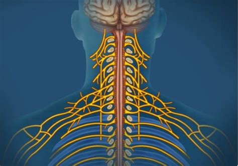 Sistema Nervioso Somático Características Y Funciones La Mente Es