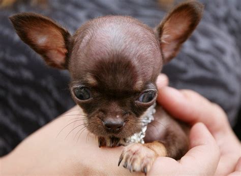 Smallest Dog Breeds In The Worldpet Photos Gallery Dog Pet Photos