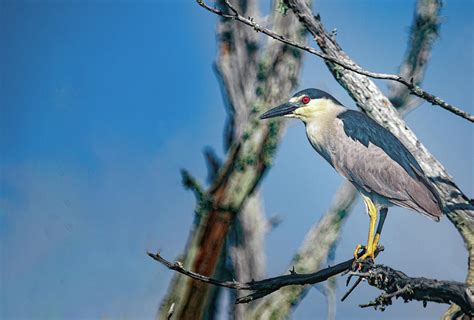 Black Crowned Night Heron Along Fort Macon Nature Trail Photograph By