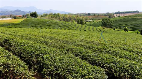 Beautiful Fresh Green Tea Plantation Stock Photo Image Of Land Field