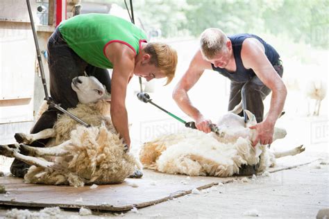 Sheep Shearers Shearing Sheep Wool With Electric Clippers Stock Photo