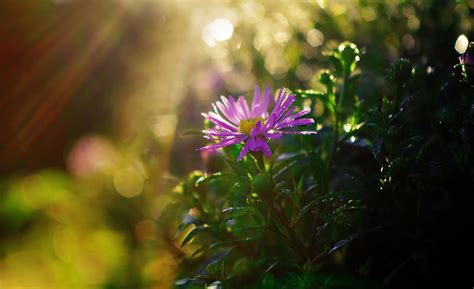 Hd Wallpaper Purple Flower In Sun Rays Nature Flowers Sunlight