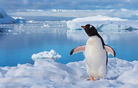 Winter Sea Water Snow Pose Bird Ice Iceberg Ice Penguin Ice