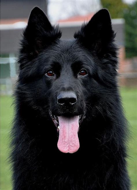 Long Haired German Shepherd Puppies Black Pets Lovers