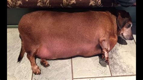 Obese Rescue Dog ‘fat Vincent Makes Stunning Transformation In Quest