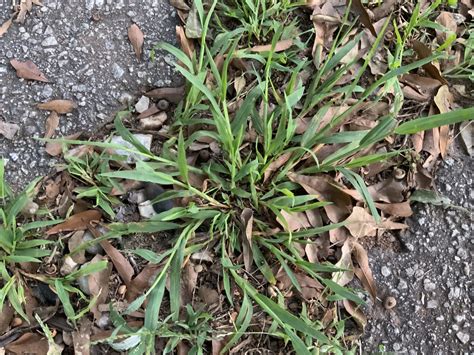 Crabgrass Prevention And Control Lawncare Made Easy