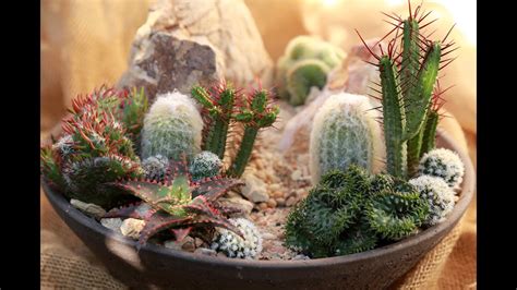 How To Make A Mini High Desert Cactus Garden Youtube