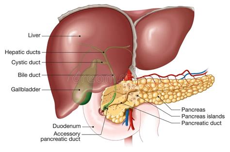 Brain trachea (windpipe) lungs heart liver stomach spleen pancreas gallbladder kidneys bladder small intestines large intestines appendix. Anatomy Of The Gallbladder And Liver - Anatomy Drawing Diagram