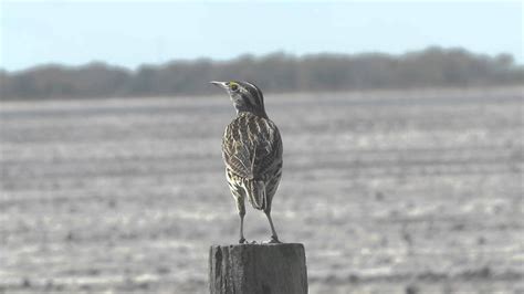 Eastern Meadowlark Song Youtube