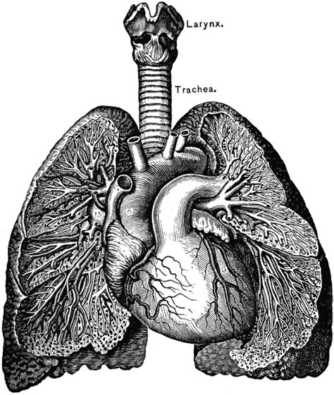 The Heart And Lungs Clipart Etc